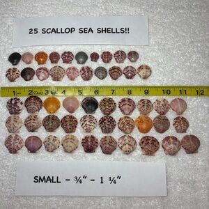 25 Sanibel Island Scallop Shells! Small Sz Assorted
Collection in multi colors.